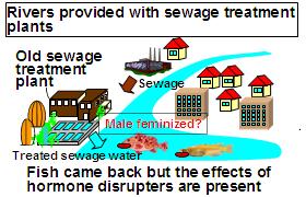 Rivers provided with a sewage treatment plant: Fish came back but the effects of hormone disrupters are present.