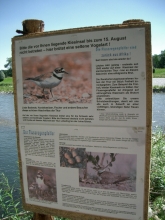Little ringed plovers return to the restored riverside for the first time in 160 years!