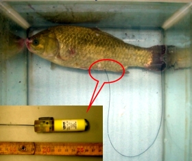 Crucian carp with a radio-wave transmitter attached