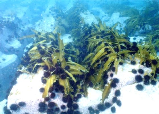 Photo 1 Seaweed and Sea urchins  on coastal structure