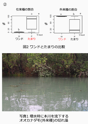 図2 ワンドとたまりの比較 写真1 増水時に本川を流下するオオカナダモ(外来種)の切れ藻