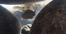Fish swimming between stones