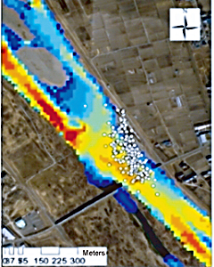 Movement of nigoi during a flood Gathering in an area with slow current (white dots)