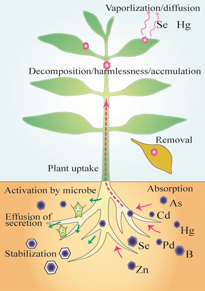 Figure-1 Illustration of phytoremediation (Sakakibara, 2015)