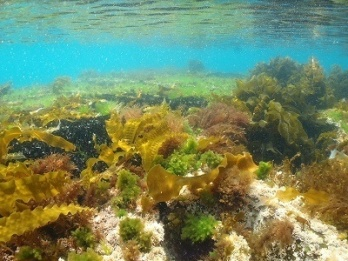 Photo 3 The seaweed of the germination stage after the height-raising improvement