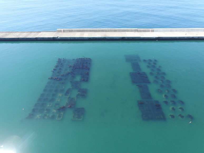 クリックして拡大 Photo-1 Aerial photo of the area used for a demonstration<BR>experiment on a kelp forest at the Kushiro Port Island <BR>Breakwater (June 2021)<BR>Provided by the Kushiro Development and Construction<BR>Department of the Hokkaido Regional Development Bureau