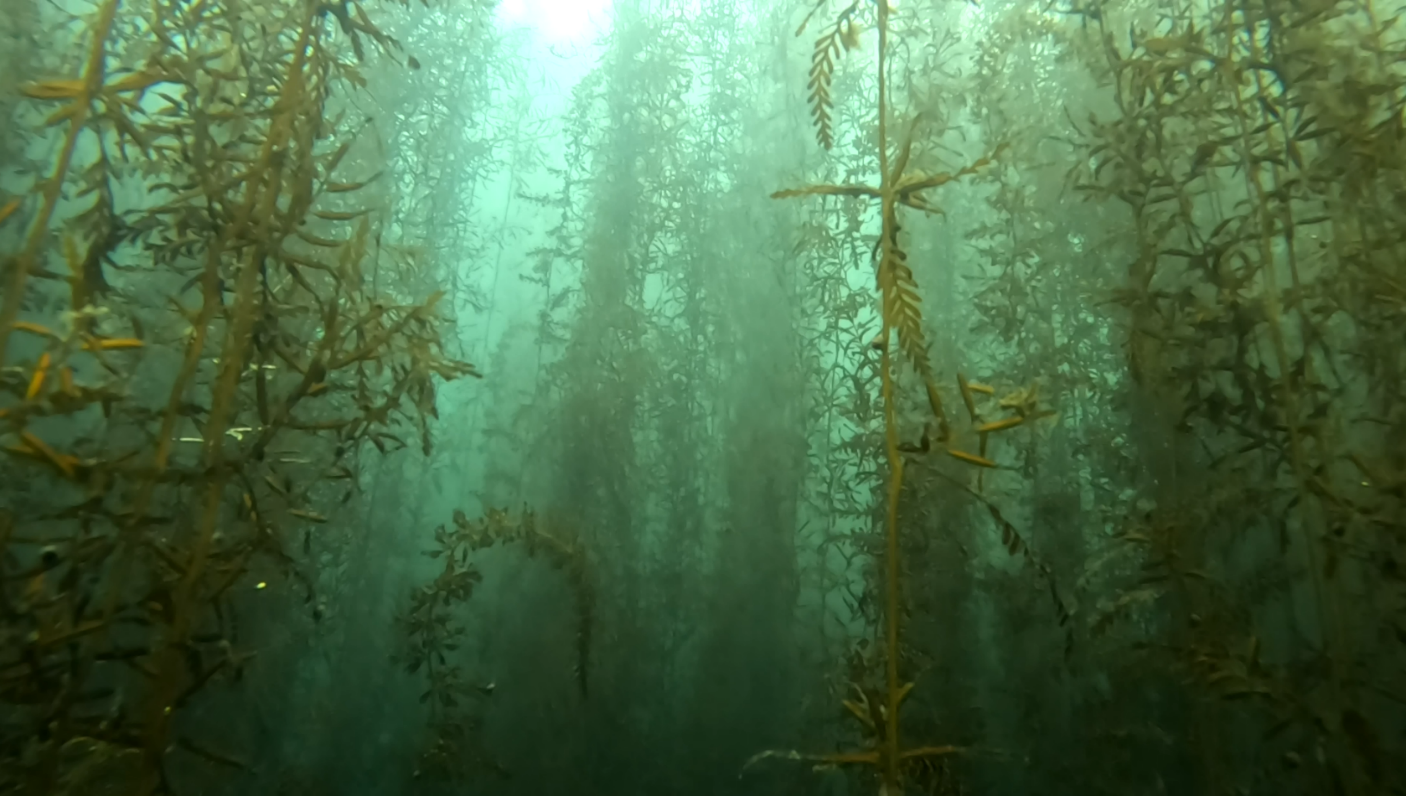 クリックして拡大 Photo-2 Sargassum fulvellum has grown to the water surface in the shallow area at the back of West Breakwater at Hakodate Port (February 2024)Provided by Japan Blue Economy Research Group PT