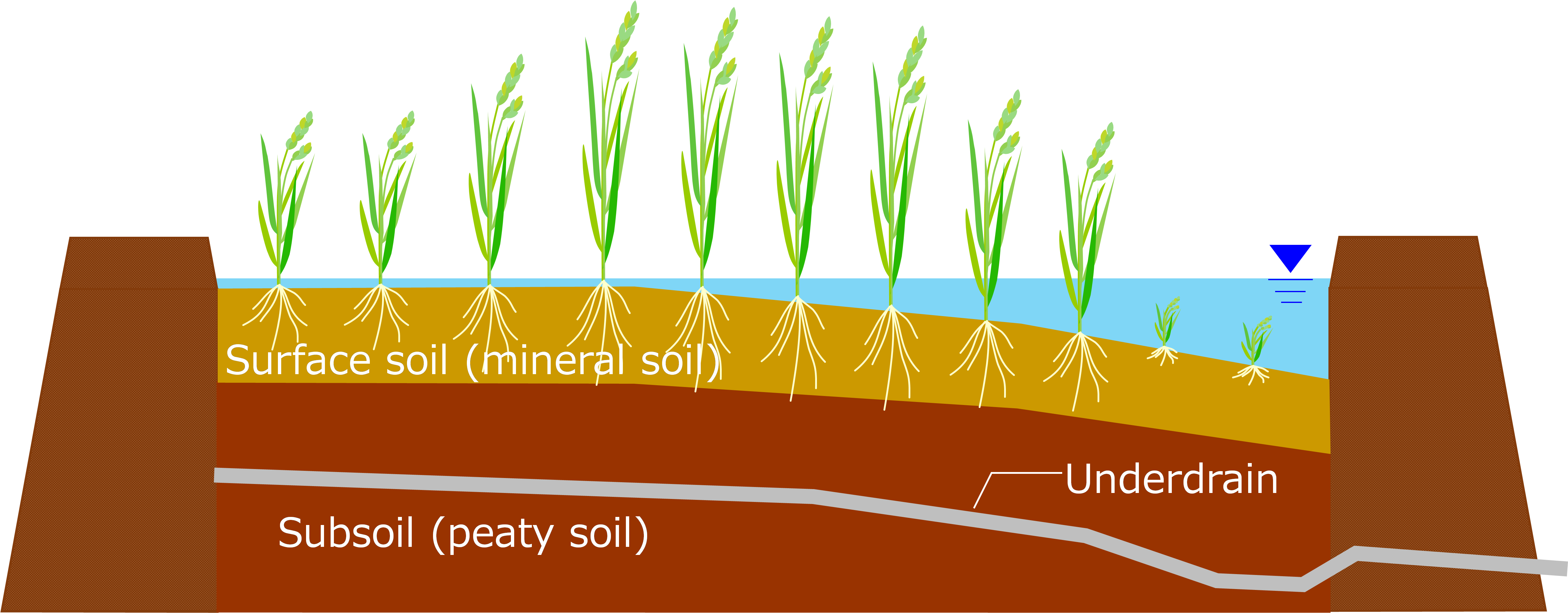 click to enlarge Figure 1<br>Conceptual diagram of uneven subsidence in a paddy field