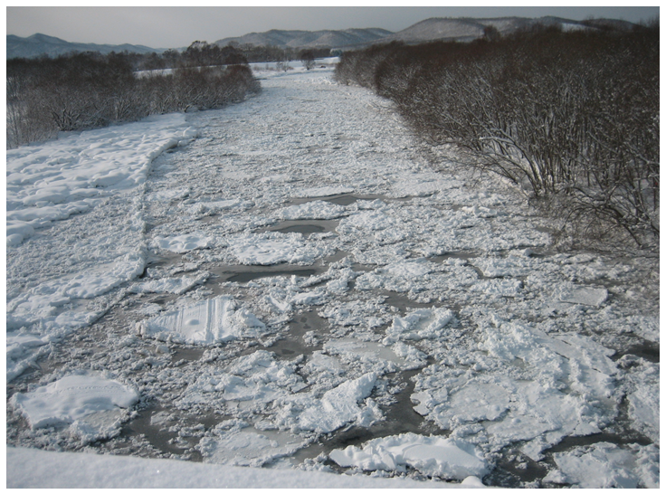 川の中にできた氷（2012年12月 北海道 渚滑川）