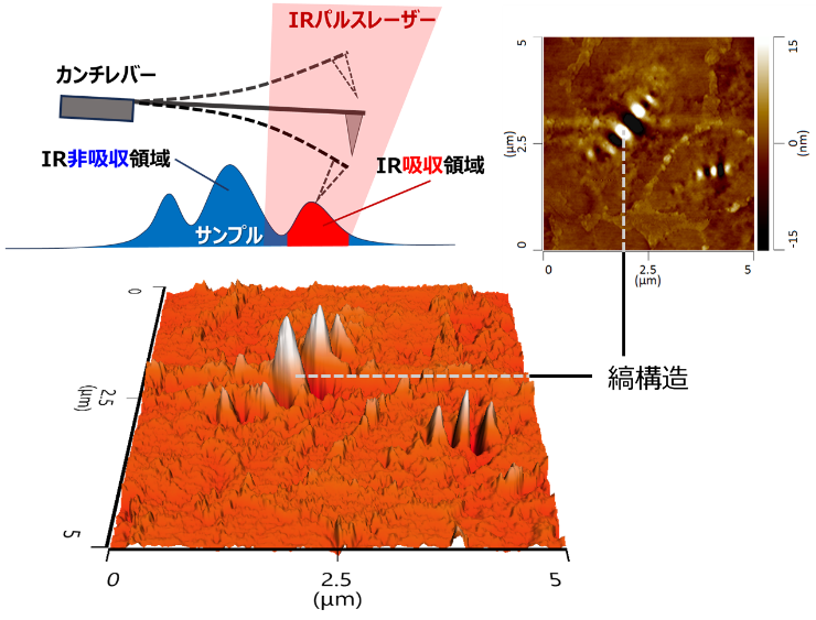 クリックして拡大 図-1<br>AFM-IRの原理とアスファルトの凹凸像の測定例
