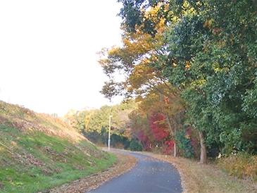 紅葉シーズンの通勤路