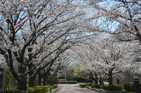 つくばの歩行者用デッキ