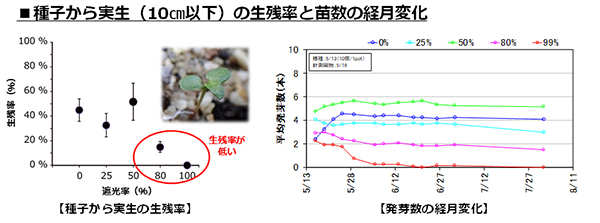 種子から実生（10cm以下）の生残率と苗数の経月変化