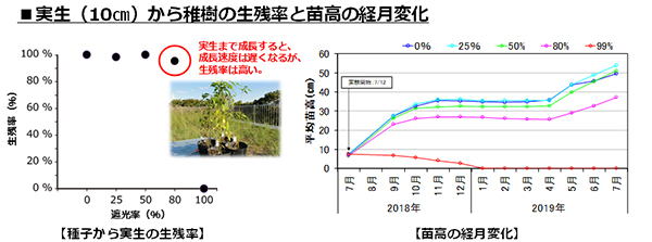 実生（10cm）から稚樹の生残率と苗高の経月変化