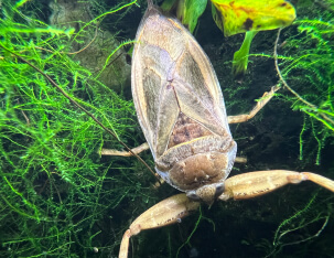 自然共生研究センターに住まう生き物たち